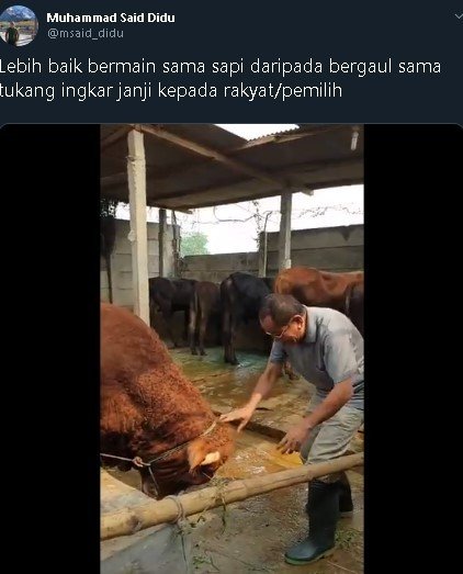 Said Didu main bersama sapi. (Twitter)