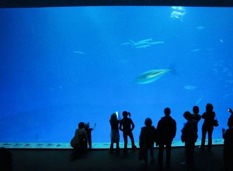 Bisa Bermalam Di Sini Potret Cantik Monterey Bay Aquarium Bagian 4