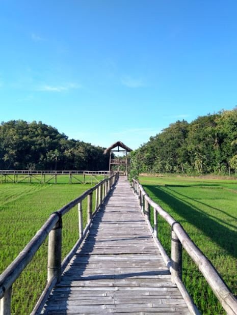 Sawah Tercantik di Indonesia yang Bisa Jadi Destinasi Wisata (Google Maps)