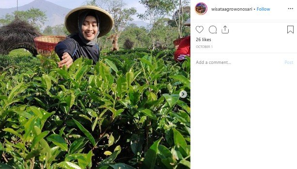 Kebun Teh Wonosari di Malang. (Instagram/@wisataagrowonosari)