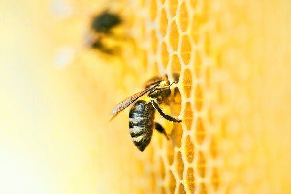 Ilustrasi lebah. [Shutterstock]