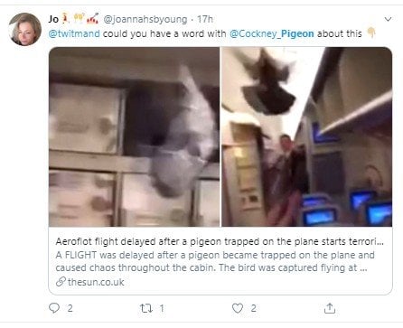 Burung merpati masuk ke dalam pesawat. (Twitter/@joannahsbyoung)