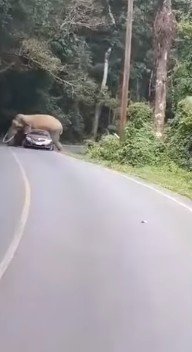 Gajah nyaris duduk di mobil pengunjung taman nasional. (YouTube/Khaosod English)