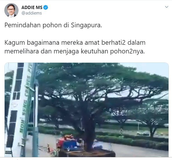 Addie MS unggah video pemindahan pohon di Singapura (Twitter)