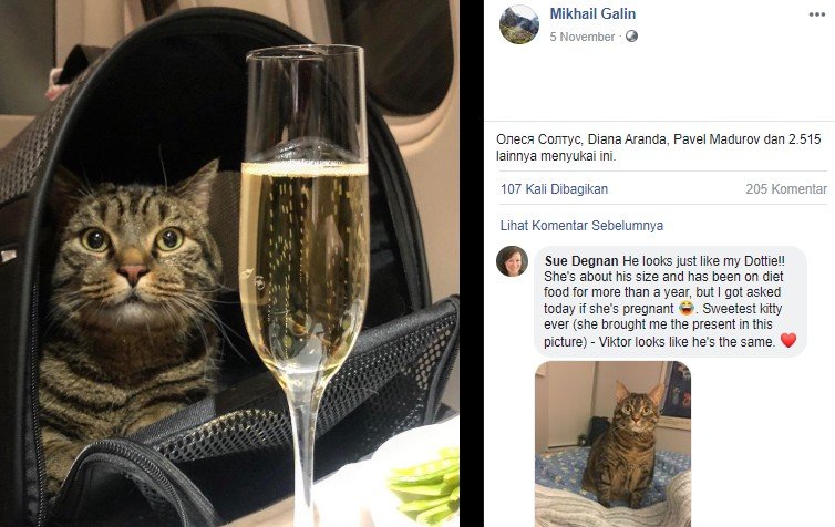 Pria selundupkan kucing saat naik pesawat. (Facebook/Mikhail Galin)