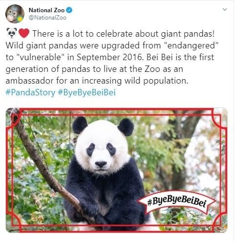 Pesawat Jet Pribadi Untuk Panda (twitter.com/NationalZoo)