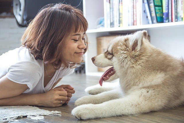 Ilustrasi anjing. (Pixabay)