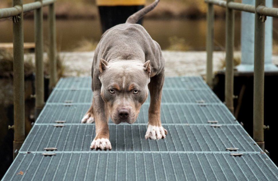 Ilustrasi anjing Pitbull, anjing jenis Pitbull. [Shutterstock]