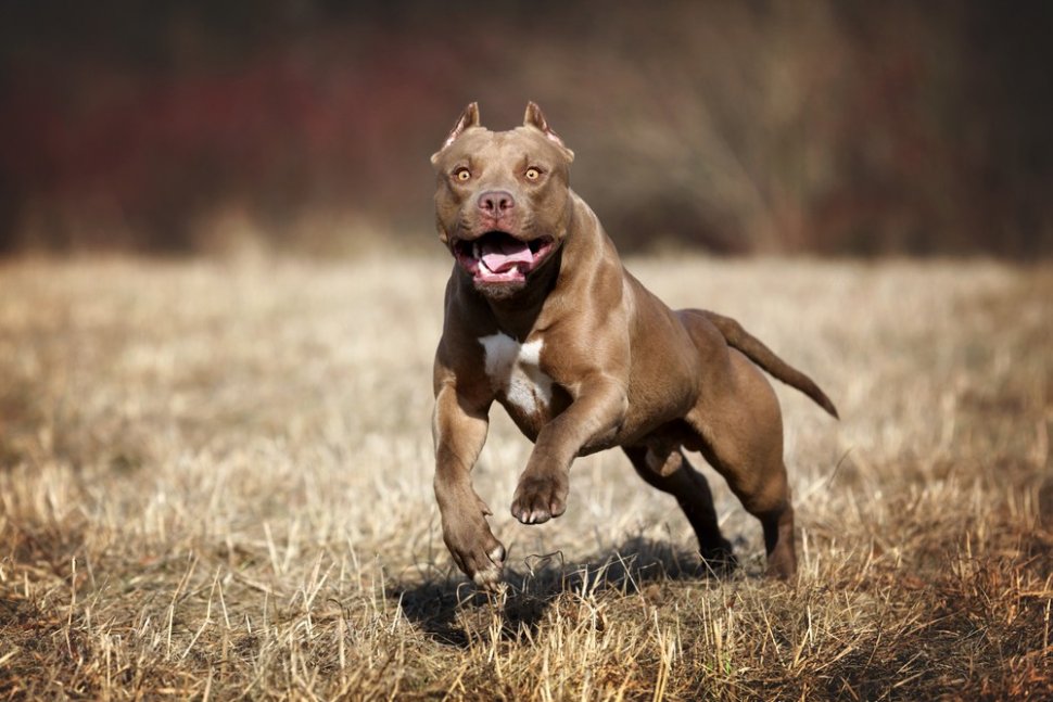 Ilustrasi anjing Pitbull, anjing jenis Pitbull. [Shutterstock]