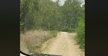 Akses jalan menuju masjid di tengah hutan (Facebook/ Luchyana Make Up)