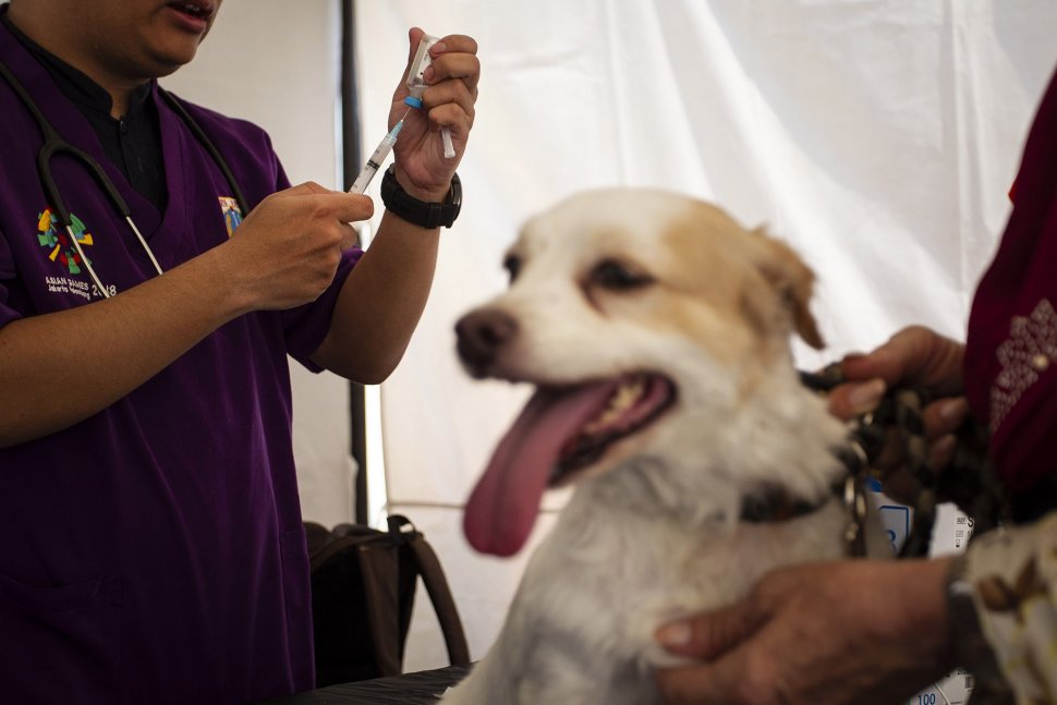 Takut Air dan Udara Jadi Ciri Khas Orang Terinfeksi virus Rabies, Benarkah?