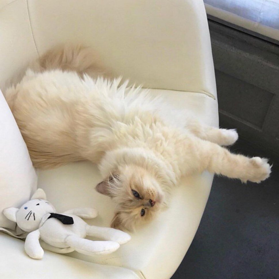 Choupette, kucing kesayangan Karl Lagerfeld. (Instagram/@choupettesdiary)