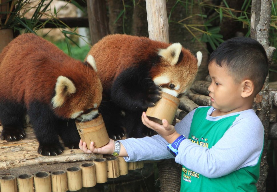 Pengunjung memberi makan satwa di Taman Safari Indonesia, Cisarua, Bogor, Jawa Barat, Sabtu (12/7). [Suara.com/Oke Atmaja]