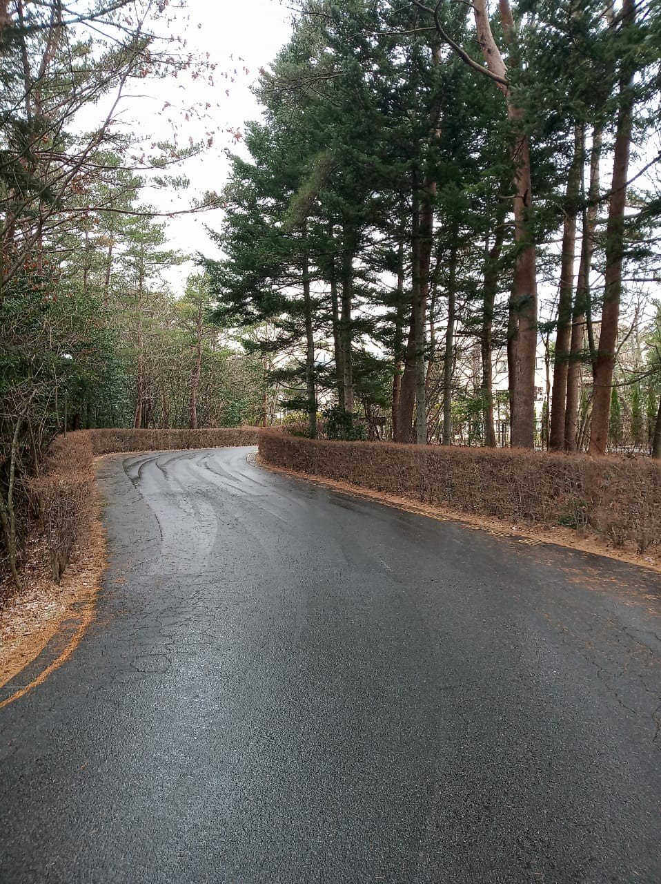 Aokigahara Hutan Bunuh Diri. (Suara.com/Vania)