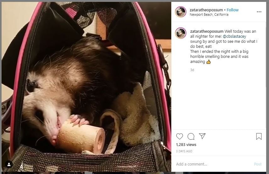 Bawa Hewan Sejenis Tupai, Pria Ini Diusir dari Pesawat (instagram.com/zataratheopossum)