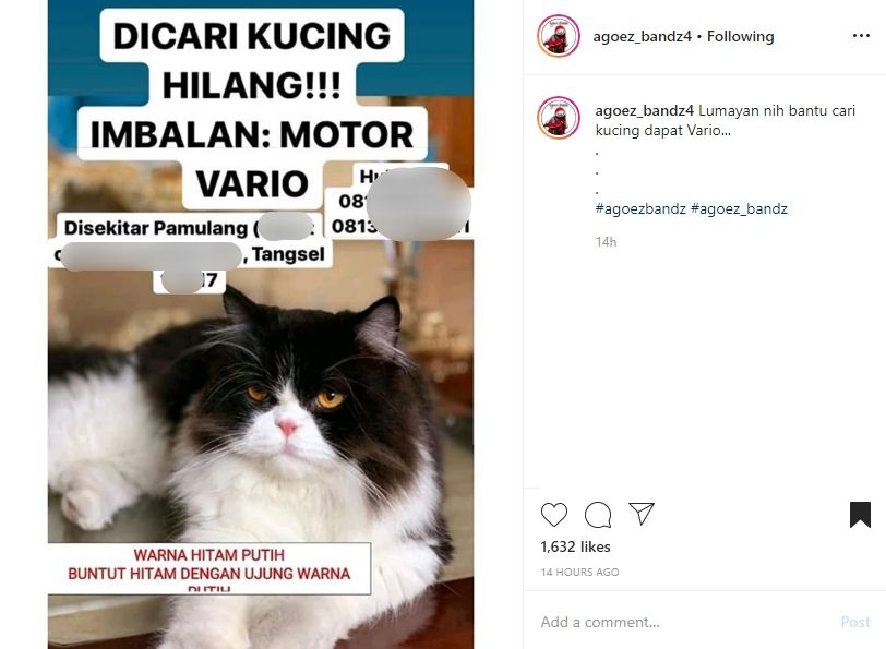 Viral, Sayembara Cari Kucing yang Hilang Ini Berhadiah Motor Vario