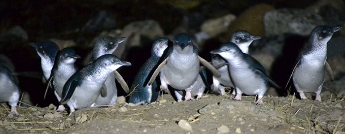 Penguin Biru. (bluepenguins.co.nz)