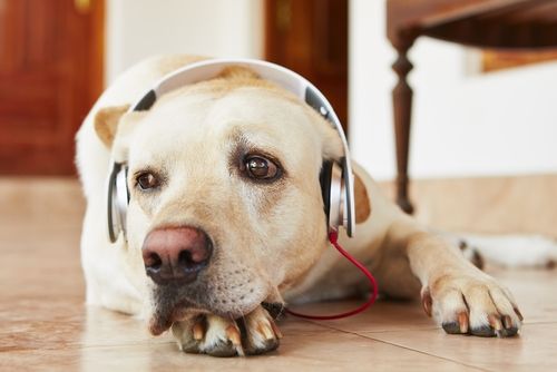 Anjing dan hewan peliharaan mendengarkan musik. (Shutterstock)