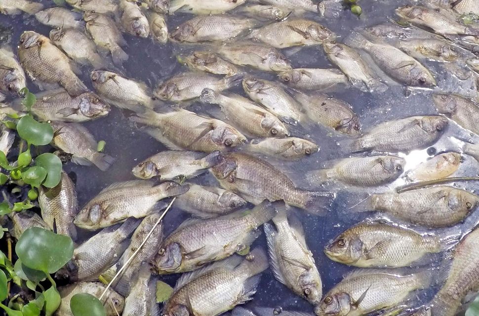 √ Mimpi Melihat Banyak Ikan Di Kolam