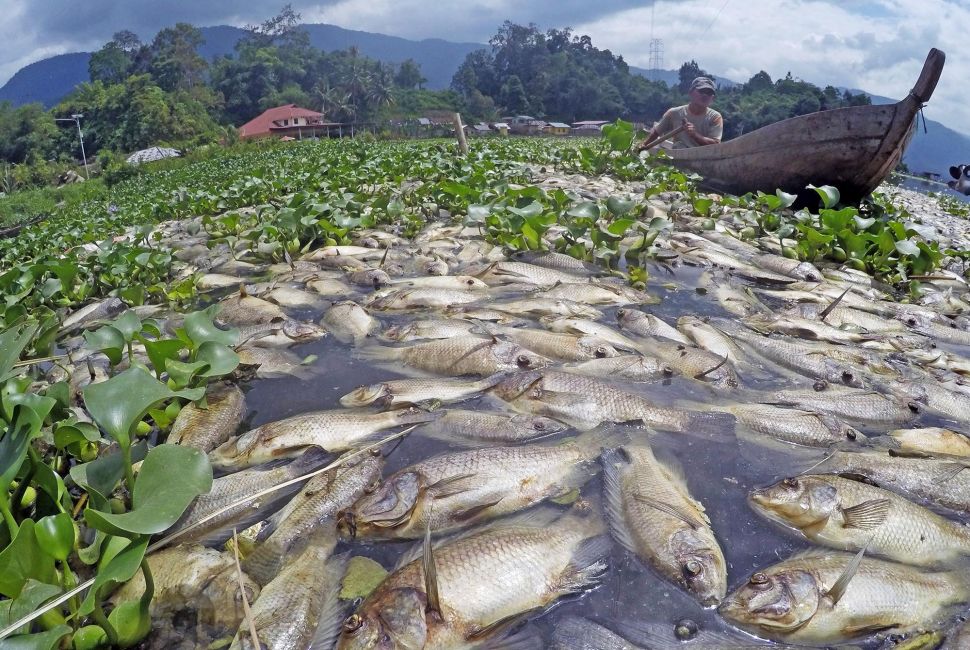 63 Ton Ikan Mati  di Sumbar Begini Penampakanya