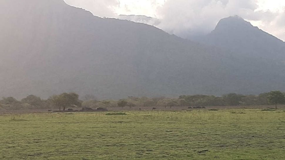 Sabana Bekol Taman Nasional (TN) Baluran. [Suara.com/Ahmad Su'udi]