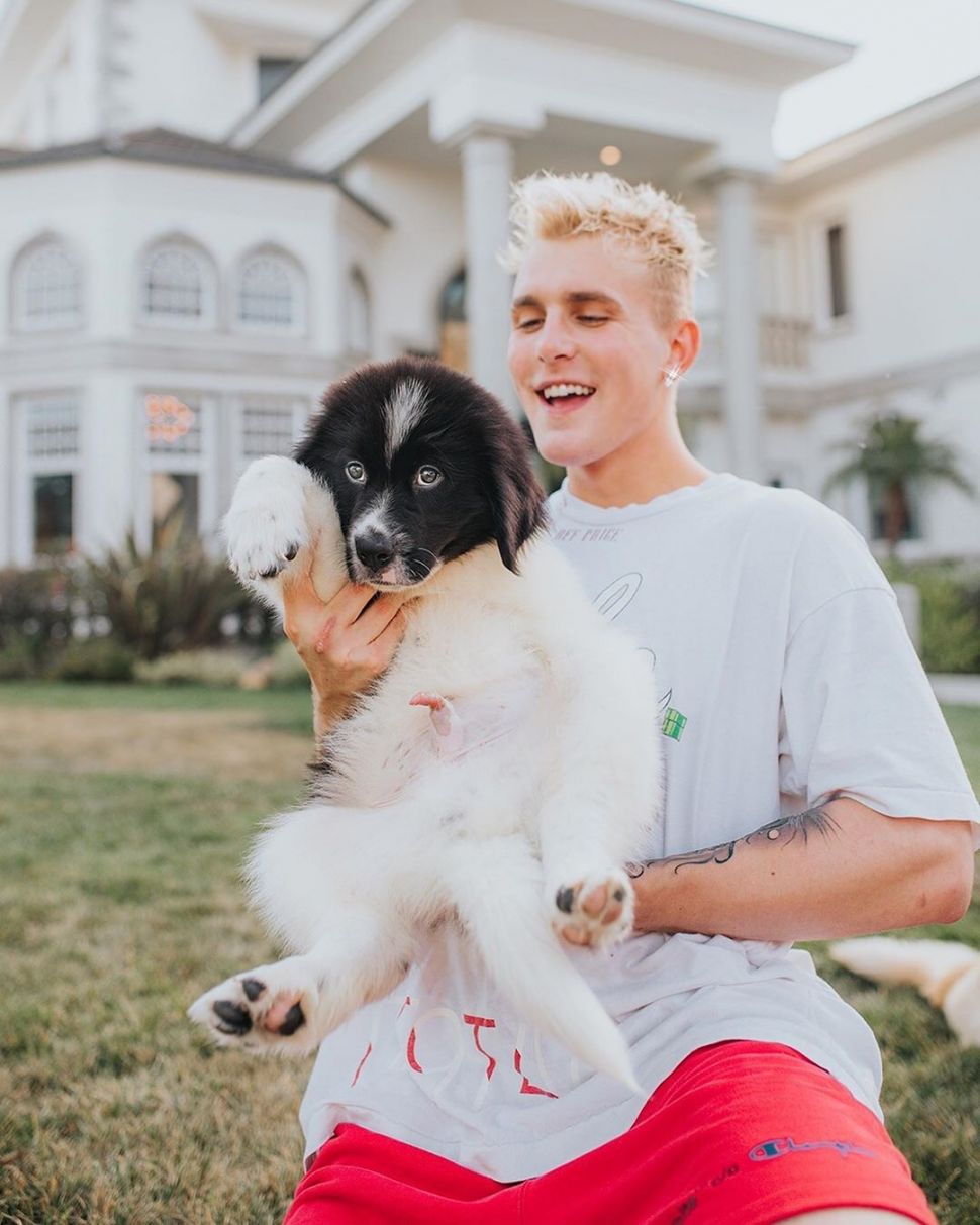 Jake Paul. (Instagram/@jakepaul)