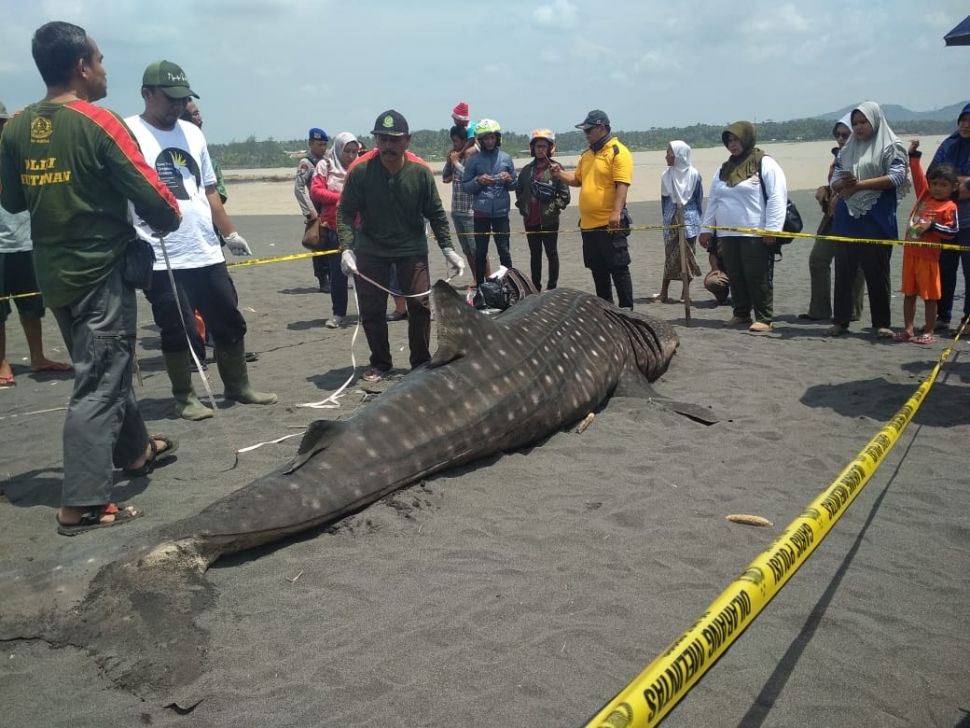 Ini Penampakan Hiu Paus yang Terdampar dan Akhirnya Mati di Pantai