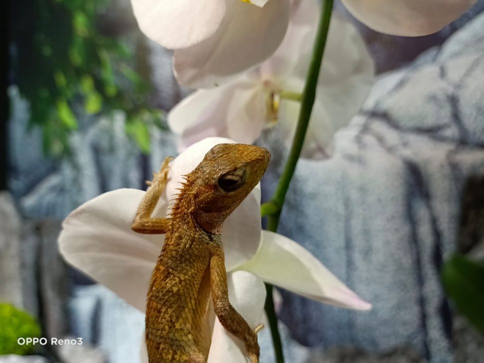 Foto hasil jepretan Oppo Reno3 dengan mode Potrait. [Suara.com/Tivan Rahmat]