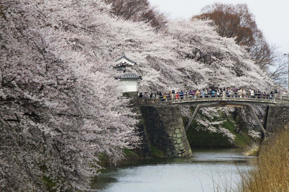 Mau Lihat Sakura Mekar? Ini 10 Tempat Terbaik Untuk Hanami Di Jepang