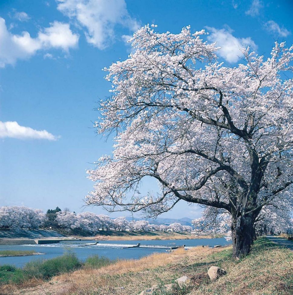 Mau Lihat Sakura Mekar? Ini 10 Tempat Terbaik untuk Hanami ...