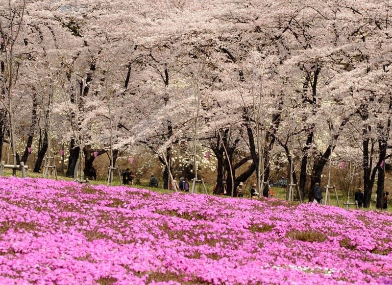 10 Tempat terbaik melihat bunga sakura di Jepang. (Dok. Biro perjalanan JR-East)