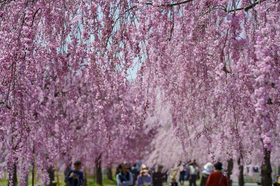 10 Tempat terbaik melihat bunga sakura di Jepang. (Dok. Biro perjalanan JR-East)