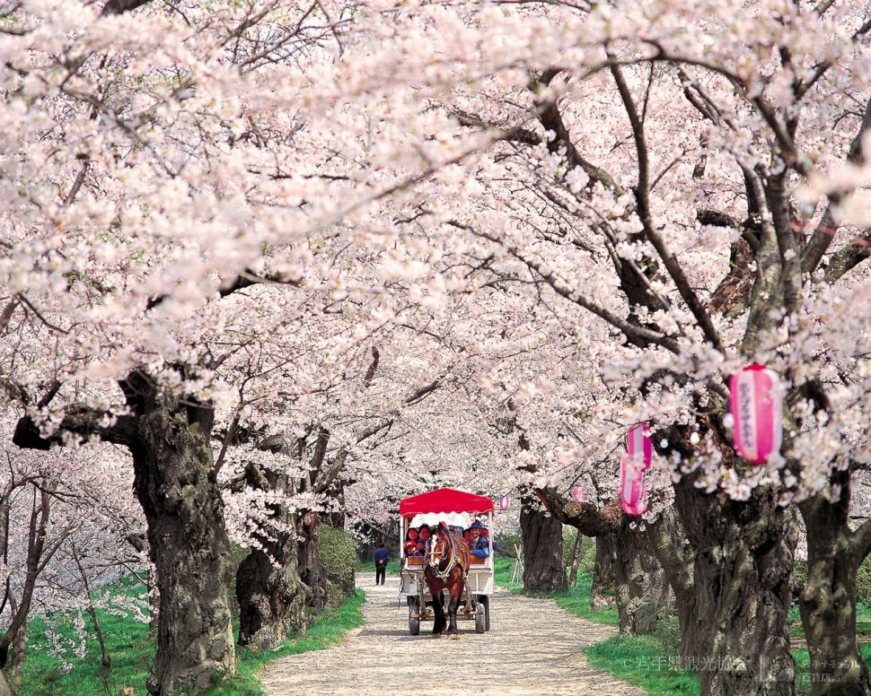 10 Tempat terbaik melihat bunga sakura di Jepang. (Dok. Biro perjalanan JR-East)