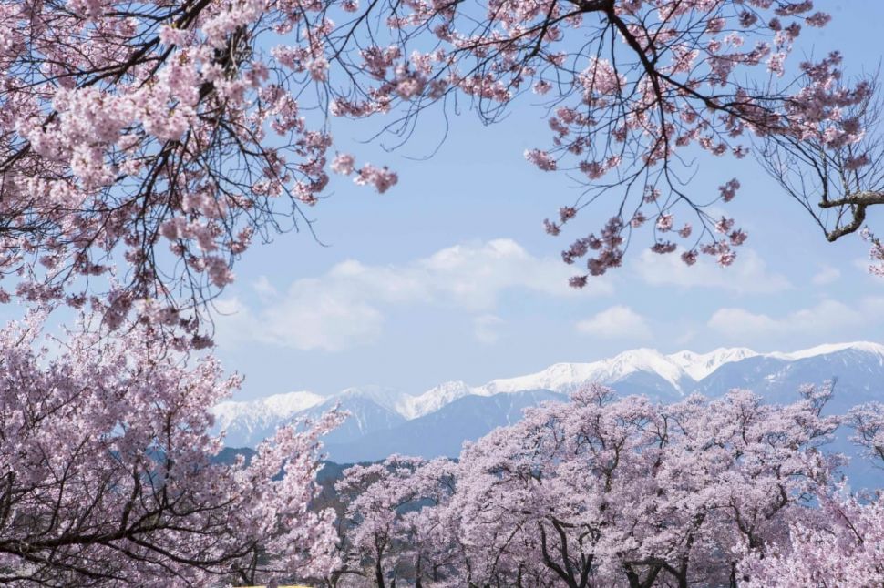 10 Tempat terbaik melihat bunga sakura di Jepang. (Dok. Biro perjalanan JR-East)