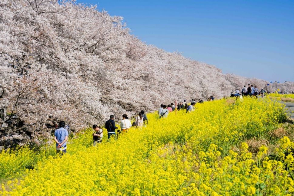 10 Tempat terbaik melihat bunga sakura di Jepang. (Dok. Biro perjalanan JR-East)