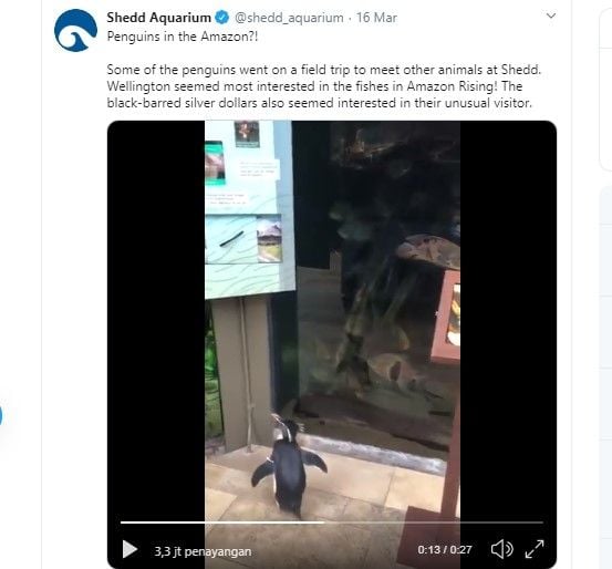 Penguin mengunjungi akuarium (twitter.com/shedd_aquarium)