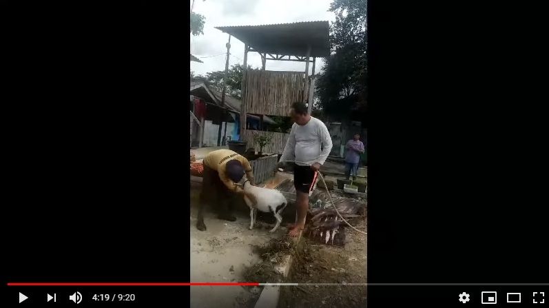 Aziz Gagap memandikan kambing [Youtube/Gagap Official]