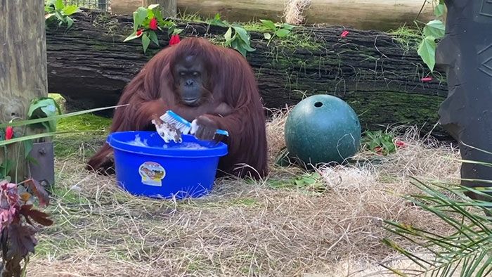 Sandra, Orangutan yang Suka Cuci Tangan. ( CenterForGreatApes)