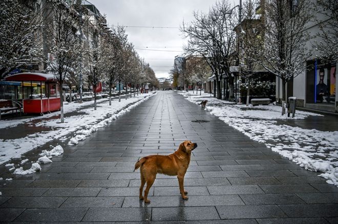Seekor anjing liar berdiri di atas lapangan tertutup salju, sebagian besar sepi, di Pristina, Kosovo. Pemerintah setempat telah memberlakukan jam malam antara 17:00 dan 05:00 untuk mencoba membantu menghentikan penyebaran Covid-19. (ARMEND NIMANI / AFP)
