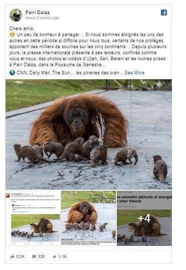 Orangutan yang mempunyai ikatan istimewa dengan berang-berang ini viral di Facebook. (Facebook/ Pairi Daiza)