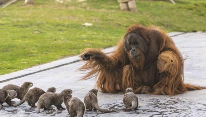 Orangutan terlihat berinteraksi dengan berang-berang. (Pairi Daiza Zoo/ Pascale Jones)