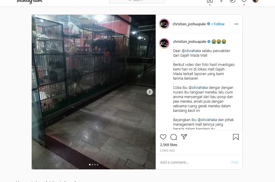 Anjing-anjing di pet shop Gajah Mada Mall. (Instagram/christian_joshuapale)