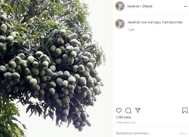 Ada Pohon dengan Buah Mangga yang Rimbun, Netizen: Jiwa Malingku Memberontak. (Instagram/@receh.id)