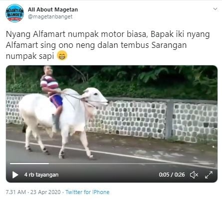 Pria naik sapi ke minimarket (Twitter).