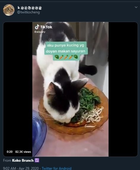 Melawan Takdir, Netizen Ini Punya Kucing yang Doyan Pecel Sayur. (Twitter/@twitkocheng)
