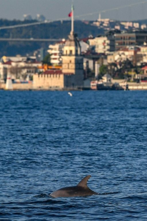 Seekor Lumba-Lumba Melintas di Selat Bosphorus. (AFP/Ozan KOSE)