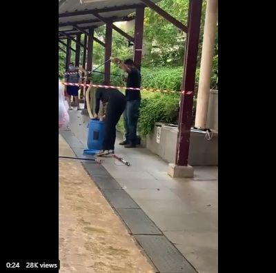 King Kobra Berkunjung ke Stasiun MRT Singapura. (twitter.com/anygalien)