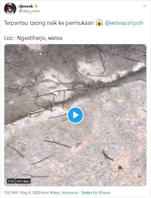 Cacing keluar dari tanah di Wates, Kulon Progo - (Twitter/@rizky_mela)