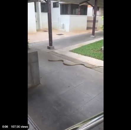 King Kobra Berkunjung ke Stasiun MRT Singapura. (twitter.com/anygalien)