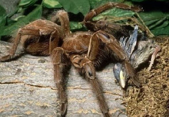 Tarantula Theraphosa Blondi atau dikenal sebagai Goliath Bird Eater. (YouTube/ Epic Wildlife)